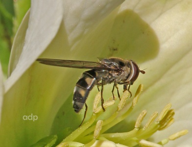 Meliscaeva auricollis, female, hoverfly, February, Alan Prowse
